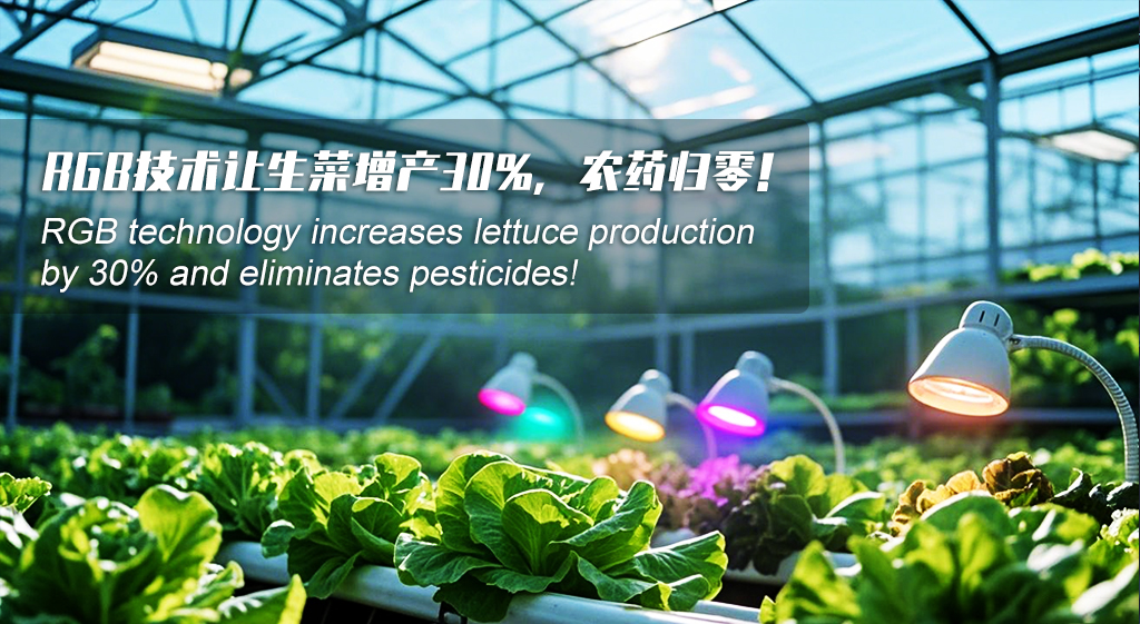 When Grow Lights Illuminate Greenhouses: RGB Tech Boosts Lettuce Yield 30%, Eliminates Pesticides!